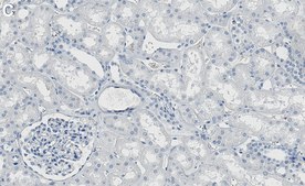 Anti-Rab8A Antibody, clone 1N22 ZooMAb&#174; Rabbit Monoclonal recombinant, expressed in HEK 293 cells