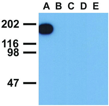 Monoclonal Anti-EGFR (PhosphoTyr1173) antibody produced in mouse clone EM-13