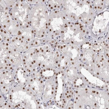 Anti-ZNF326 antibody produced in rabbit Prestige Antibodies&#174; Powered by Atlas Antibodies, affinity isolated antibody, buffered aqueous glycerol solution, ab2