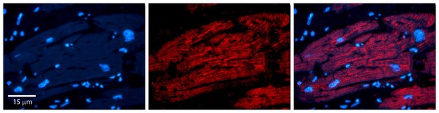 Anti-IRF1 (AB1) antibody produced in rabbit affinity isolated antibody
