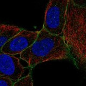 Anti-SLC14A1 antibody produced in rabbit Prestige Antibodies&#174; Powered by Atlas Antibodies, affinity isolated antibody, buffered aqueous glycerol solution