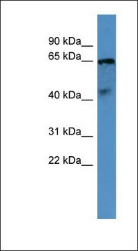 Anti-OPN5 antibody produced in rabbit affinity isolated antibody