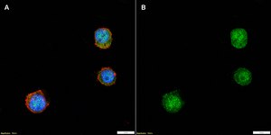 Anti-Lysozyme C Antibody, clone 1K16 ZooMAb&#174; Rabbit Monoclonal recombinant, expressed in HEK 293 cells