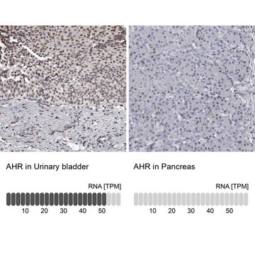 Anti-AHR antibody produced in rabbit Prestige Antibodies&#174; Powered by Atlas Antibodies, affinity isolated antibody, buffered aqueous glycerol solution, ab2