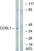 Anti-CCRL1 antibody produced in rabbit affinity isolated antibody