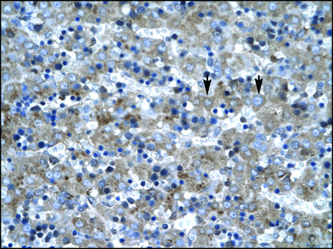 Anti-LHX6 antibody produced in rabbit IgG fraction of antiserum