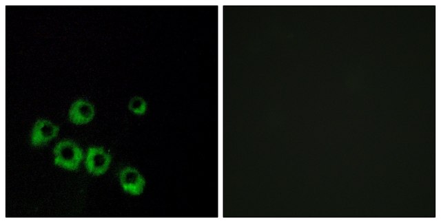 Anti-VIPR1, C-Terminal antibody produced in rabbit affinity isolated antibody