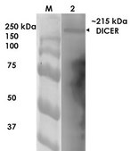 Monoclonal Anti-Lrp4 - Biotin antibody produced in mouse clone S207-27, purified immunoglobulin