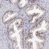 Anti-VGLL4 antibody produced in rabbit Prestige Antibodies&#174; Powered by Atlas Antibodies, affinity isolated antibody, buffered aqueous glycerol solution