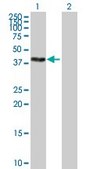 Anti-ZSCAN16 antibody produced in mouse purified immunoglobulin, buffered aqueous solution