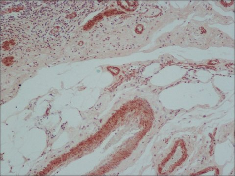 Anti-Mouse IgG (whole molecule)&#8722;Biotin antibody produced in rabbit IgG fraction of antiserum, buffered aqueous solution