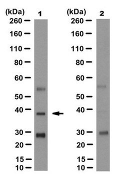 Anti-PL Scramblase 1 Antibody, clone 9A7 clone 9A7, from mouse
