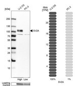 Anti-SV2A antibody produced in rabbit Prestige Antibodies&#174; Powered by Atlas Antibodies, affinity isolated antibody, buffered aqueous glycerol solution