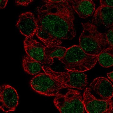 Anti-HLF antibody produced in rabbit Prestige Antibodies&#174; Powered by Atlas Antibodies, affinity isolated antibody