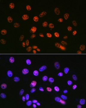 Anti-mSin3A Antibody, clone 8V5B6, Rabbit Monoclonal