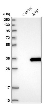 Anti-APIP antibody produced in rabbit Prestige Antibodies&#174; Powered by Atlas Antibodies, affinity isolated antibody, buffered aqueous glycerol solution, ab2