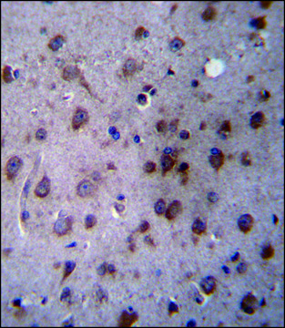 ANTI-TMED2 (N-TERM) antibody produced in rabbit IgG fraction of antiserum, buffered aqueous solution