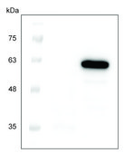 Next Generation Cell Free Protein Expression Kit (Wheat Germ) An Eukaryotic Cell Free Protein Expression system (CFPE/CFPS) with High Yield and Excellent Scalability, 50 reactions