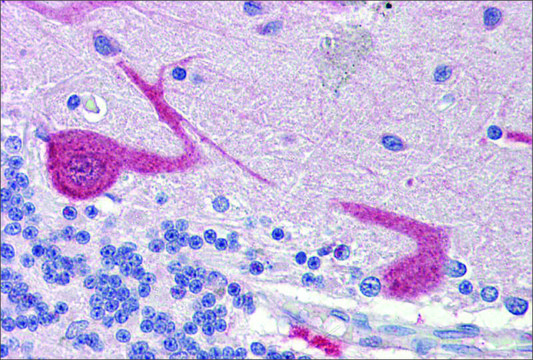 Anti-GABARAPL1, (N-terminal) antibody produced in rabbit affinity isolated antibody