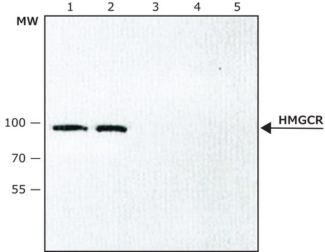 Anti-HMGCR (internal) antibody produced in rabbit ~1.0&#160;mg/mL, affinity isolated antibody