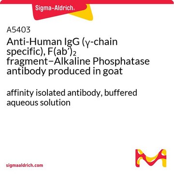 Anti-Human IgG (&#947;-chain specific), F(ab&#8242;)2 fragment&#8722;Alkaline Phosphatase antibody produced in goat affinity isolated antibody, buffered aqueous solution