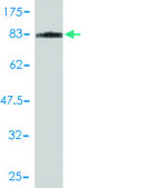 Monoclonal Anti-MAPK9 antibody produced in mouse clone 1C1-3A8, purified immunoglobulin, buffered aqueous solution