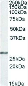 Anti-NDUFS3 antibody produced in goat affinity isolated antibody, buffered aqueous solution