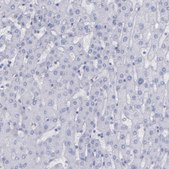 Anti-IRF8 antibody produced in rabbit Prestige Antibodies&#174; Powered by Atlas Antibodies, affinity isolated antibody, buffered aqueous glycerol solution