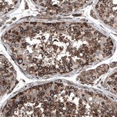 Anti-CAPRIN1 antibody produced in rabbit Prestige Antibodies&#174; Powered by Atlas Antibodies, affinity isolated antibody, buffered aqueous glycerol solution