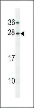 ANTI-GAR1 (CENTER) antibody produced in rabbit affinity isolated antibody, buffered aqueous solution