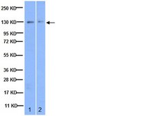 Anti-Integrin &#945;3 Antibody serum, Chemicon&#174;