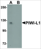 Anti-PIWI-L1 antibody produced in rabbit affinity isolated antibody, buffered aqueous solution