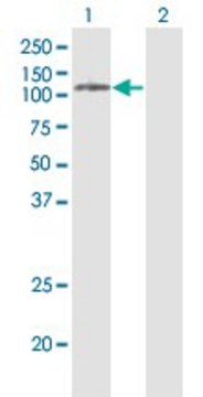 Monoclonal Anti-PLD2 antibody produced in mouse clone 1C5, purified immunoglobulin, buffered aqueous solution