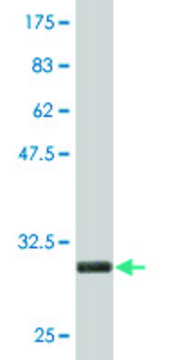 Monoclonal Anti-ST13 antibody produced in mouse clone 2B2, purified immunoglobulin, buffered aqueous solution