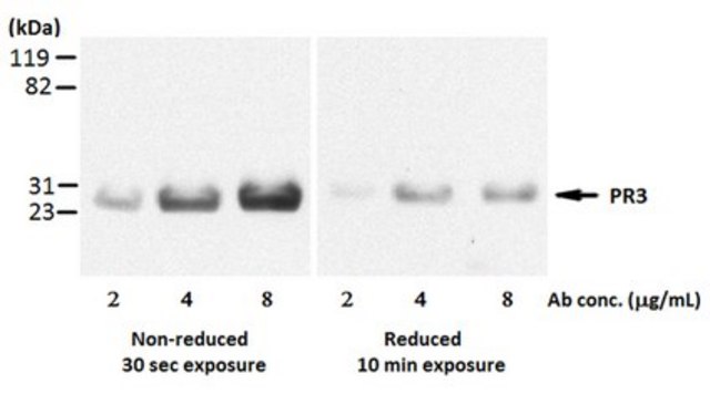 Anti-Proteinase 3/PR3 Antibody, clone MCPR3-3 clone MCPR3-3, from mouse