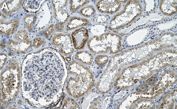 Anti-Caveolin-2 Antibody, clone 1K15 ZooMAb&#174; Rabbit Monoclonal recombinant, expressed in HEK 293 cells