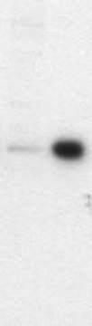 PhosphoDetect Anti-VASP (pSer&#185;&#8309;&#8311;) Mouse mAb (5C6) lyophilized, clone 5C6, Calbiochem&#174;
