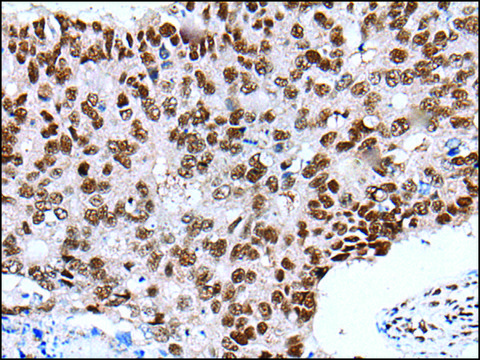 Anti-XAB2 affinity isolated antibody