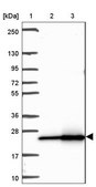 Anti-RPL18A antibody produced in rabbit Prestige Antibodies&#174; Powered by Atlas Antibodies, affinity isolated antibody, buffered aqueous glycerol solution