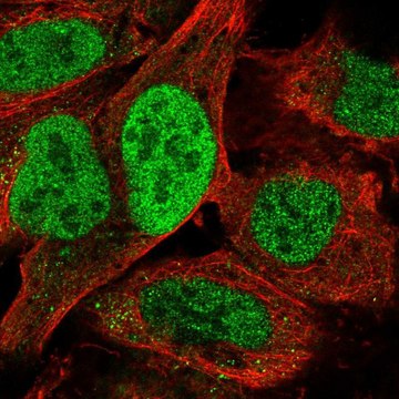 Anti-TATDN2 antibody produced in rabbit Prestige Antibodies&#174; Powered by Atlas Antibodies, affinity isolated antibody