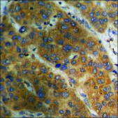 Anti-phospho-Akt (pSer129) antibody produced in rabbit affinity isolated antibody