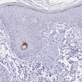 Anti-PSORS1C2 antibody produced in rabbit Prestige Antibodies&#174; Powered by Atlas Antibodies, affinity isolated antibody, buffered aqueous glycerol solution