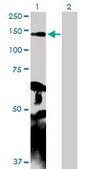 Anti-MYLK antibody produced in rabbit purified immunoglobulin, buffered aqueous solution