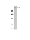 Anti-EGFR Antibody Upstate&#174;, from rabbit
