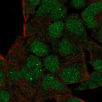 Anti-GSC antibody produced in rabbit Prestige Antibodies&#174; Powered by Atlas Antibodies, affinity isolated antibody