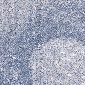 Monoclonal Anti-PRRT2 antibody produced in mouse Prestige Antibodies&#174; Powered by Atlas Antibodies, clone CL4233, purified immunoglobulin