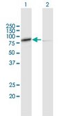 Anti-CAPN1 antibody produced in mouse purified immunoglobulin, buffered aqueous solution