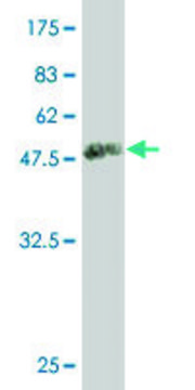 Monoclonal Anti-BRF1 antibody produced in mouse clone 2E9, purified immunoglobulin, buffered aqueous solution