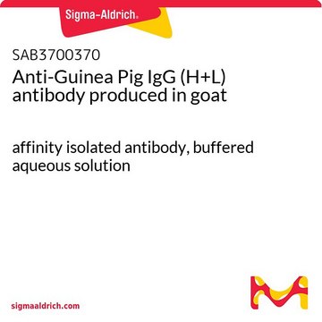 Anti-Guinea Pig IgG (H+L) antibody produced in goat affinity isolated antibody, buffered aqueous solution