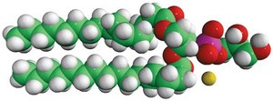 16:0 PG Avanti Research&#8482; - A Croda Brand
